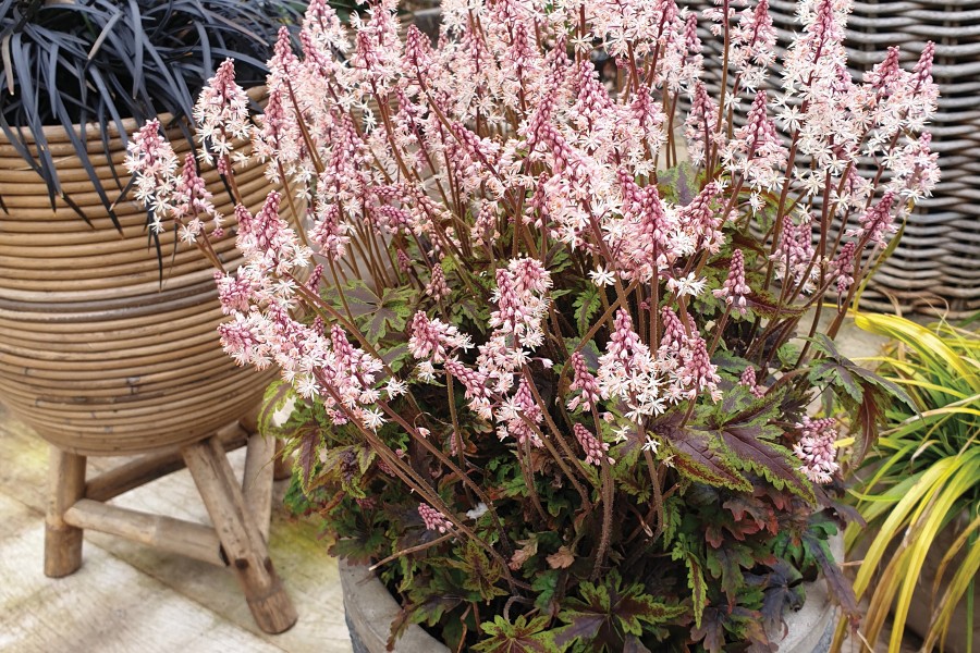 Tiarella Angel Wings 72