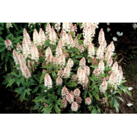 Tiarella Pink Skyrocket 21