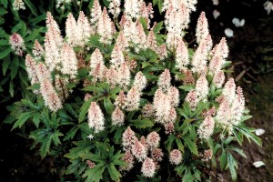 Tiarella Pink Skyrocket 21