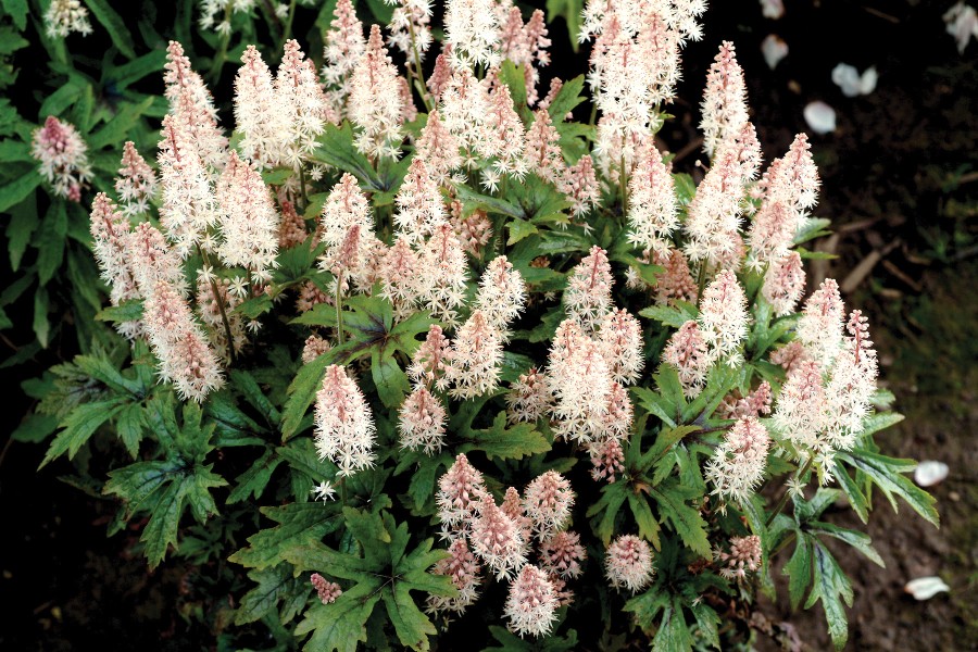 Tiarella Pink Skyrocket 72