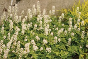 Tiarella Running Tapestry 21