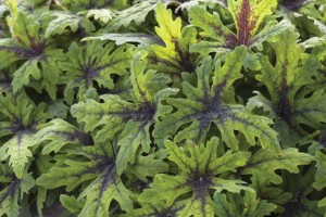 Tiarella Timbuktu 21