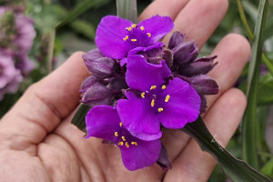 Tradescantia JS Brainstorm 50