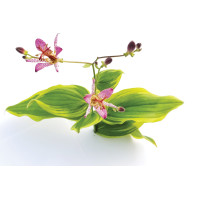 Tricyrtis Samurai 21