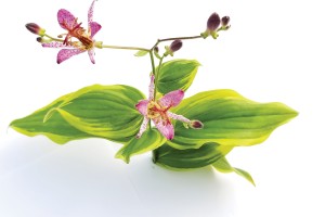 Tricyrtis