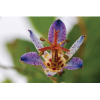 Tricyrtis Seiryu 21