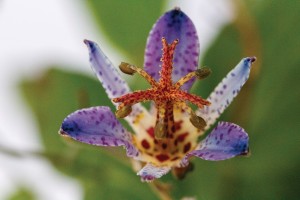 Tricyrtis Seiryu 21