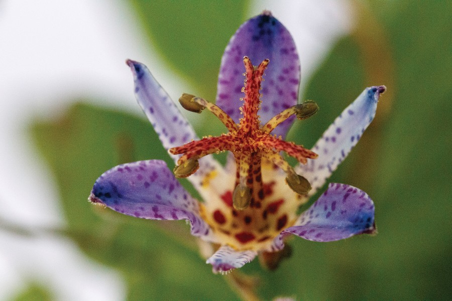 Tricyrtis Seiryu 50