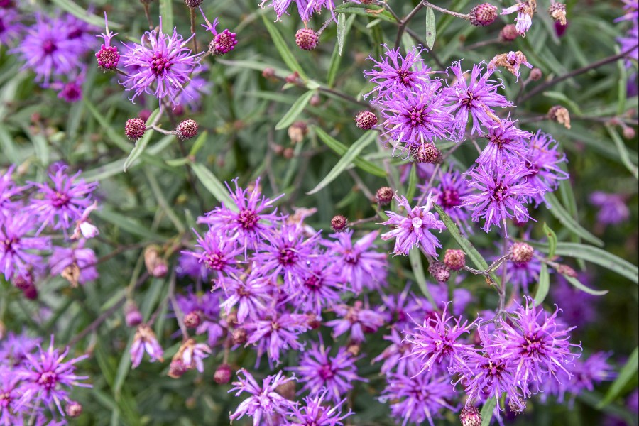 Vernonia Buzz Stop 21