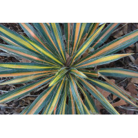 Yucca Color Guard 21