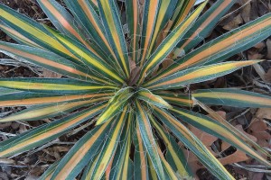 Yucca