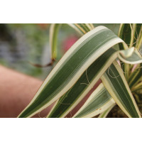 Yucca Ivory Towers 21