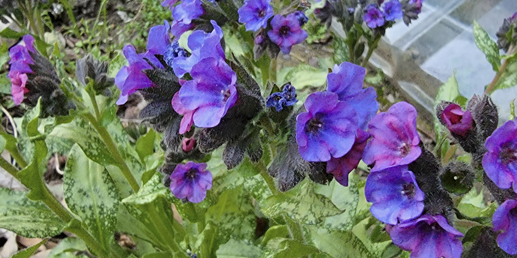 Pulmonaria Trevi Fountain