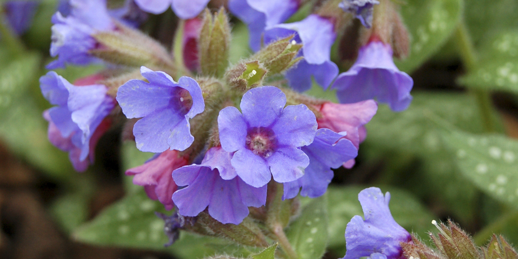 Pulmonaria Trevi Fountain