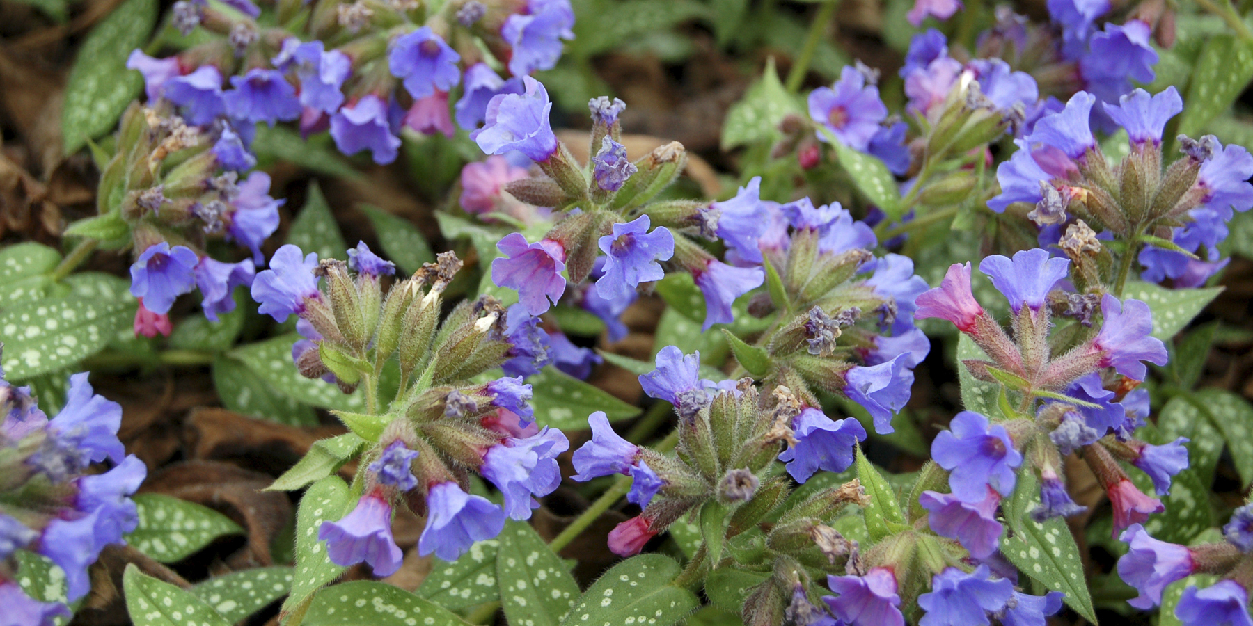 Pulmonaria Trevi Fountain