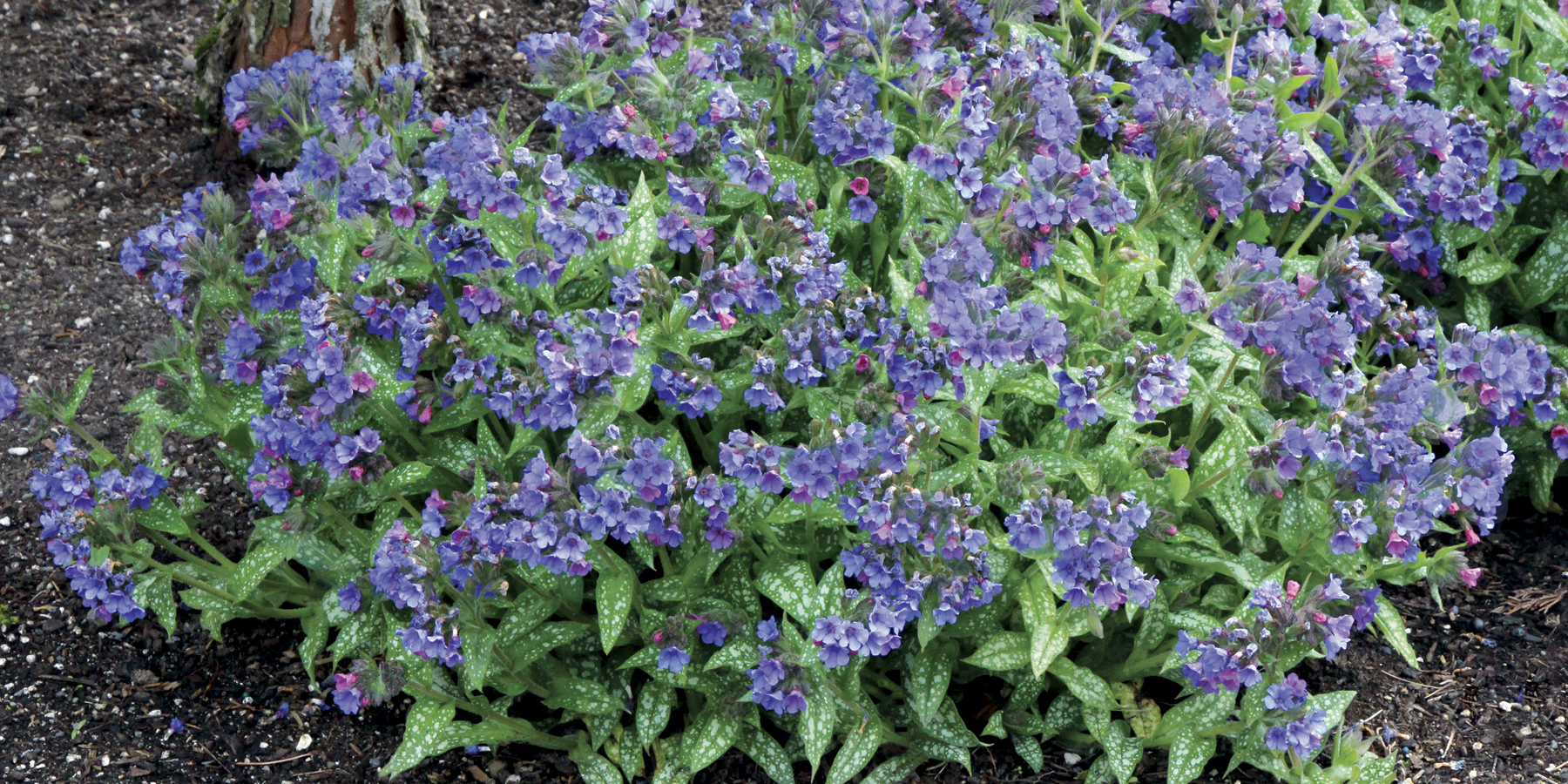 Pulmonaria Trevi Fountain