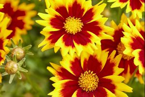 Coreopsis 'Solar Jewel'