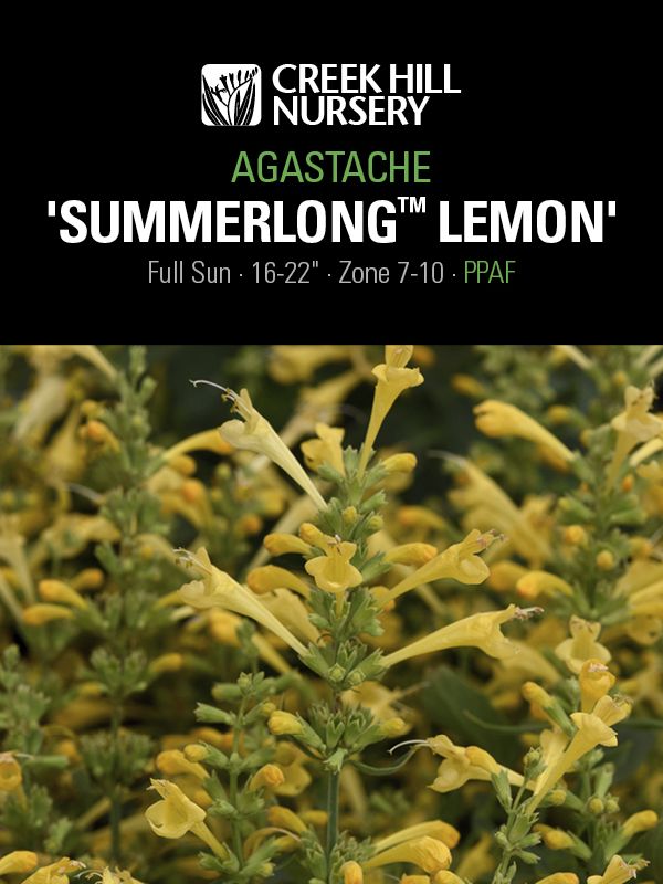 Salvia Feathers 'Peacock'