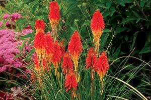 Kniphofia 'Papaya Popsicle'
