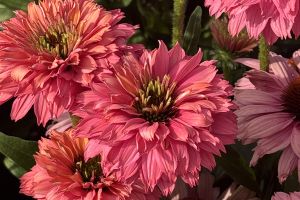 Echinacea 'Sunseekers Pink Grapefruit'