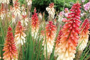 Kniphofia 'Orange Vanilla Popsicle'