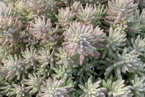 Sedum Tight and Tidy Blue Angelina