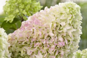Hydrangea 'Little Fresco'