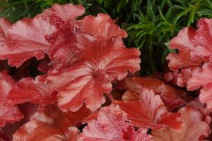 Heuchera 'Grande Carnelian'