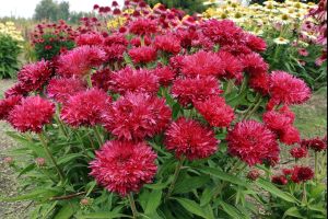 Echinacea 'Fringe Festival'