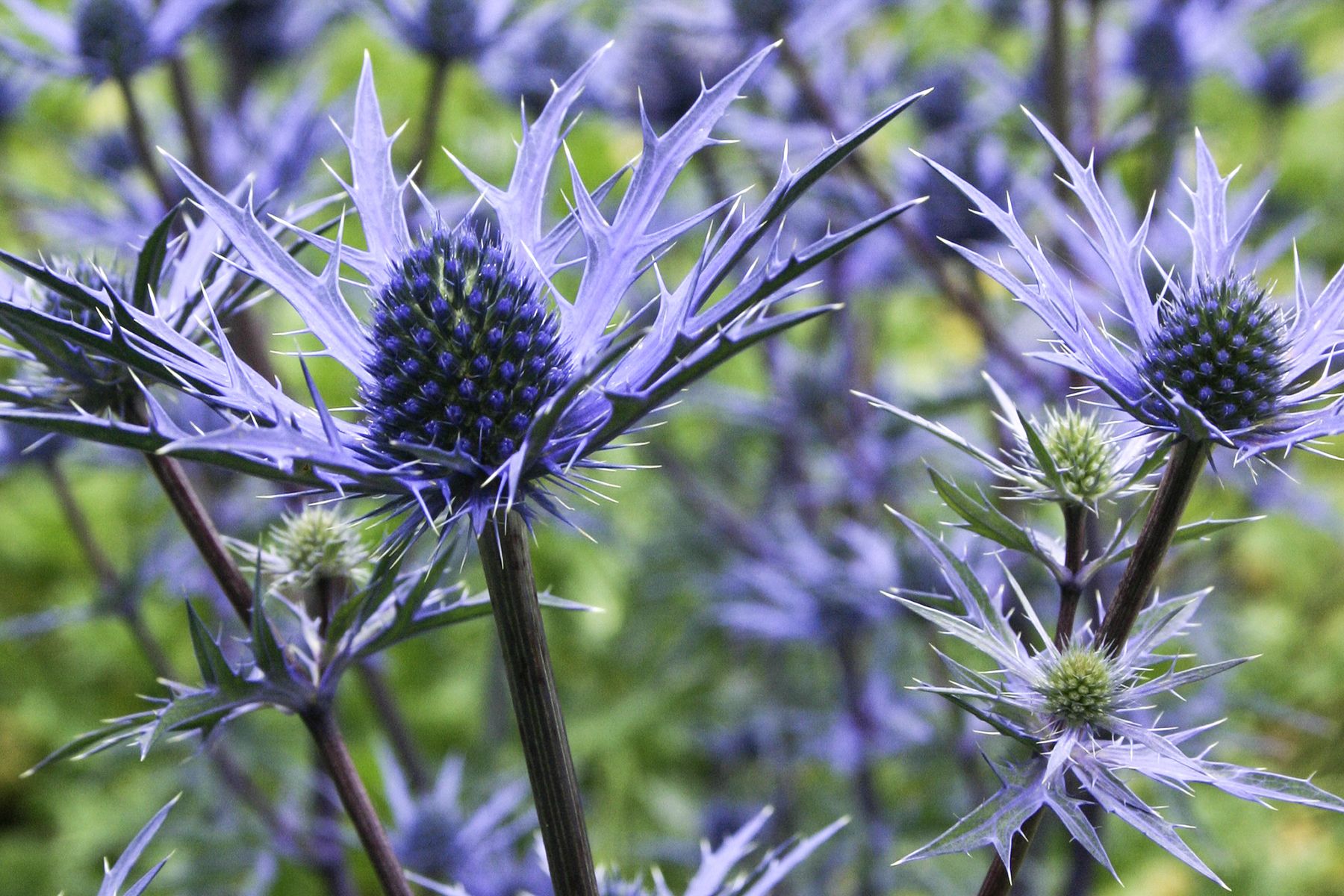 Eryngium Lapis Blue