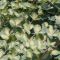 SED sieboldii variegata 21