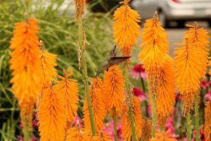 Kniphofia 'Mango Popsicle'