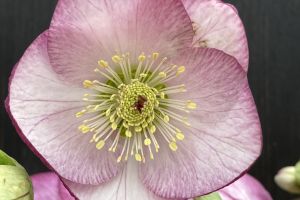 Helleborus 'Valentine Blush'