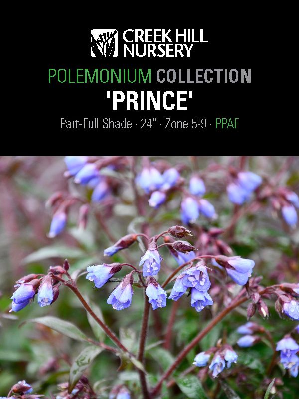 Eupatorium 'Jojo"