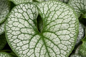 Brunnera 'Frost King'