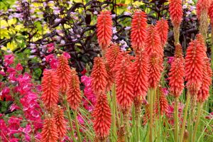 Kniphofia 'Redhot Popsicle'
