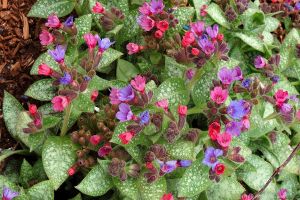 Pulmonaria 'Dark Vader'