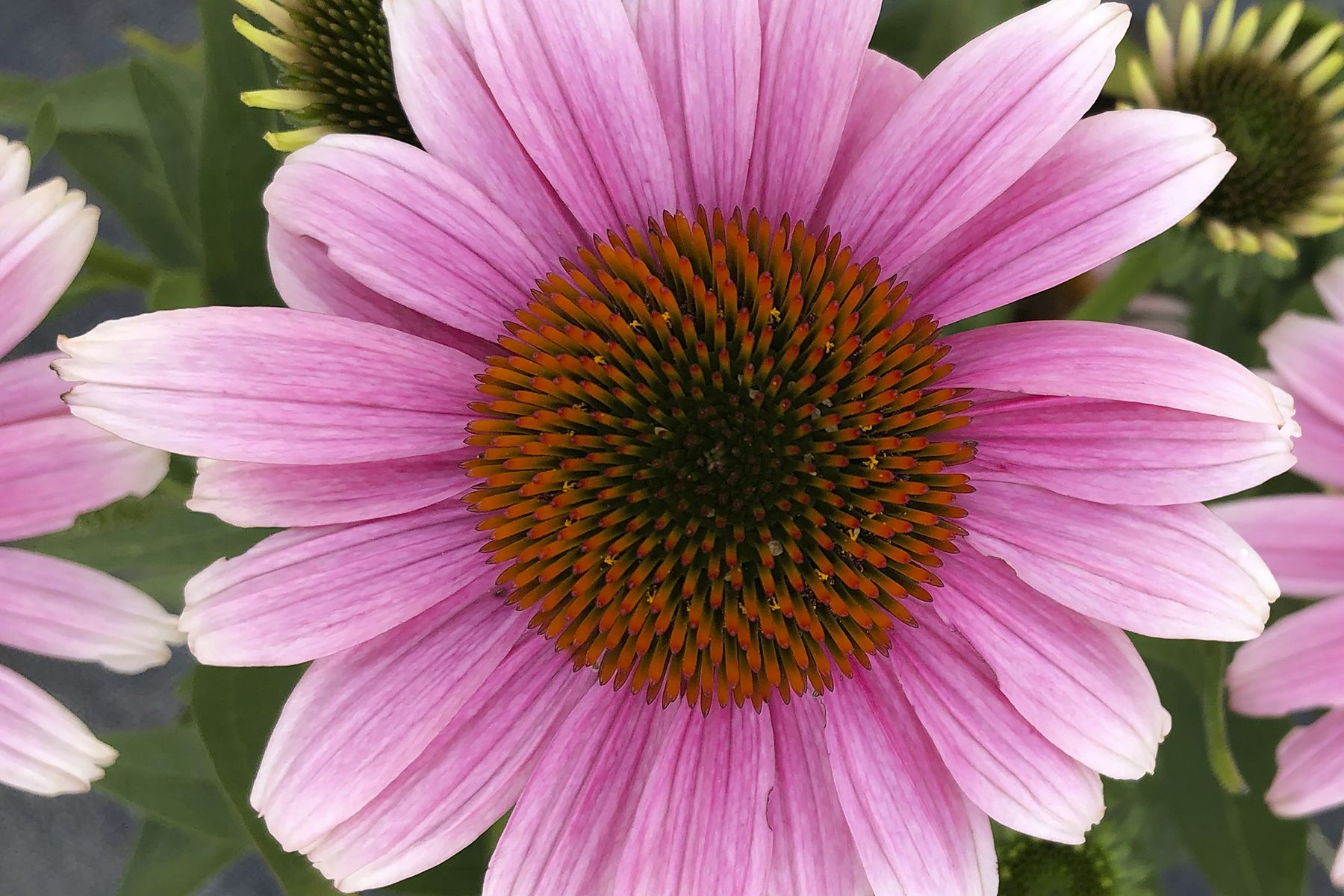 Echinacea French Tips