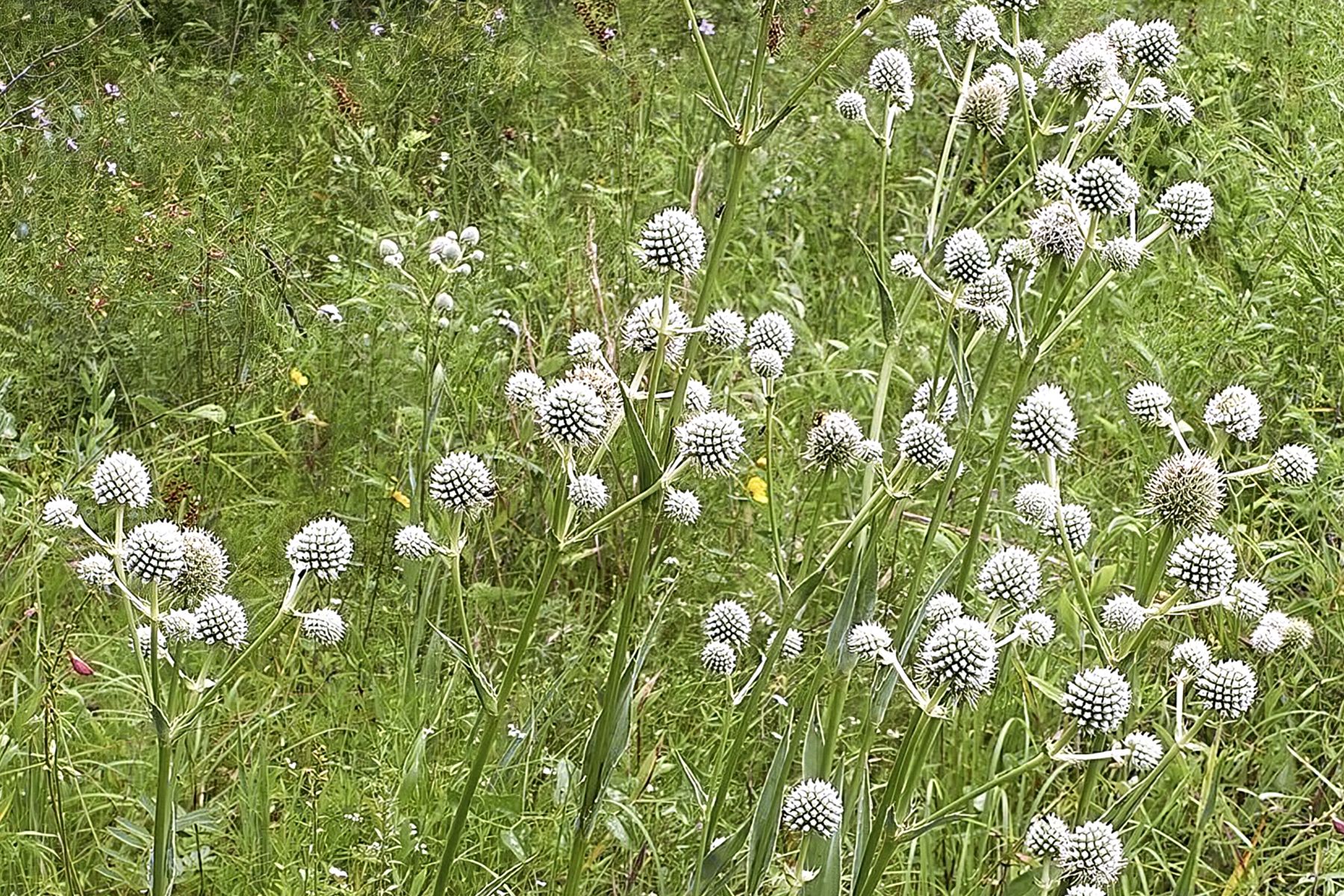 Eryngium yuccifolium