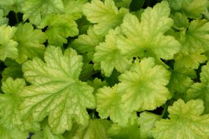 Heuchera 'Carnival Lime Zest'