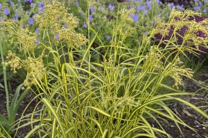 Scirpus 'Stars and Stripes'