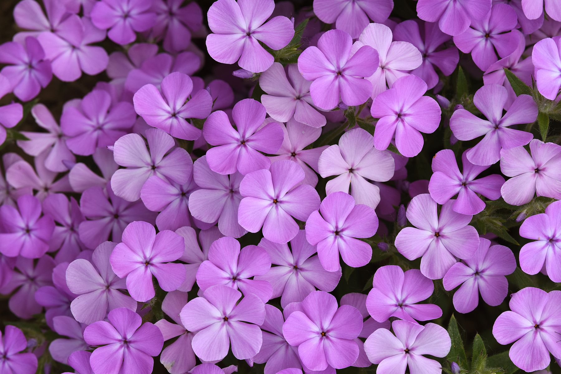 Phlox Candy Cloud Lavender