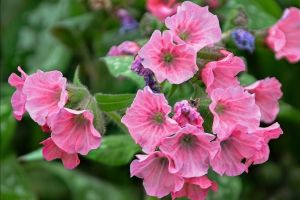 Pulmonaria 'Pretty in Pink'