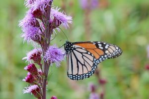Liatris 'Butterfly Magnet'