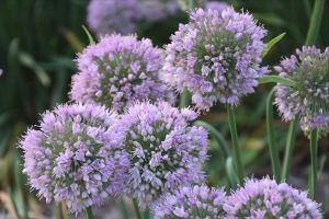 Allium 'Bubble Bath'