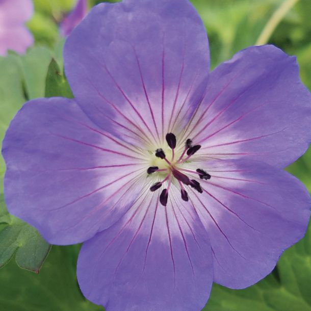 Geraniums