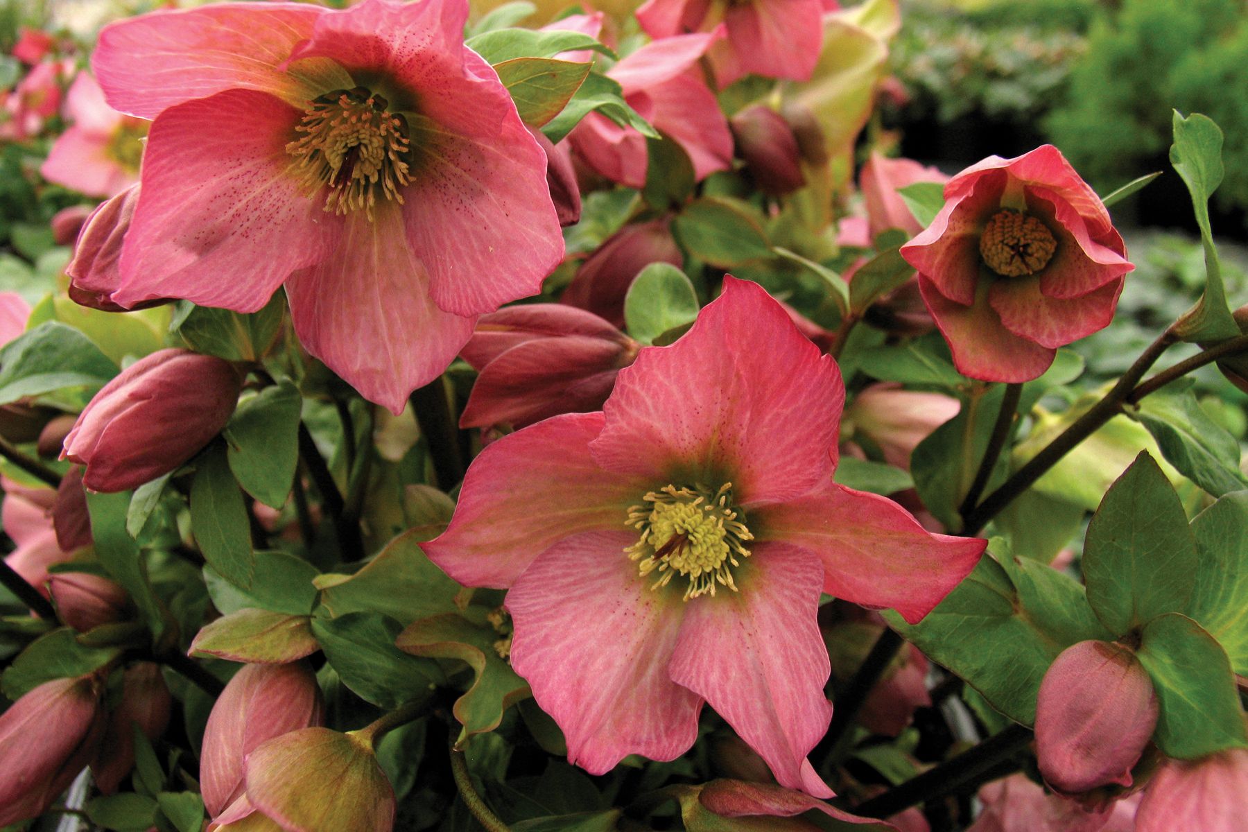 Hellebore Walburton's Rosemary