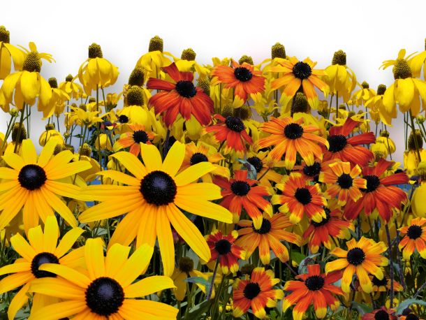 Rudbeckias