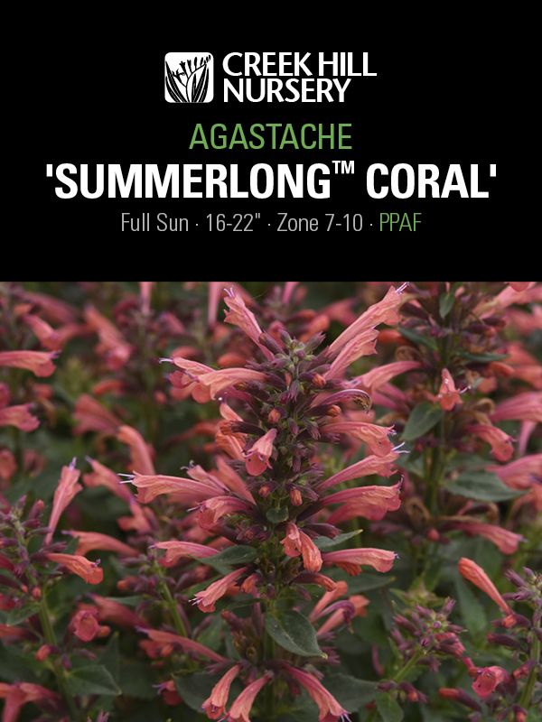 Salvia Feathers 'Peacock'