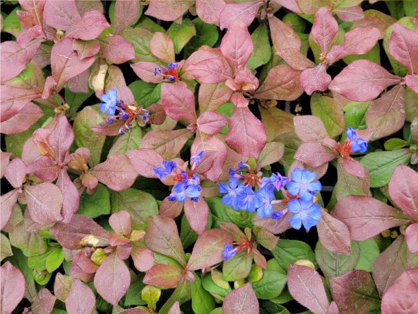 Ceratostigma